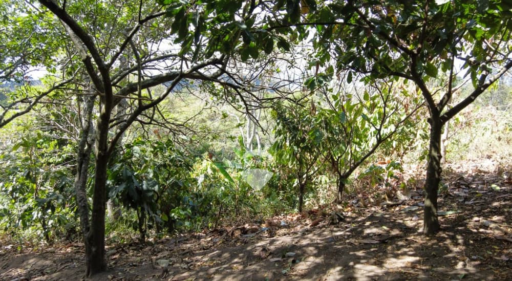 FINCA EN BERLIN , USULUTAN