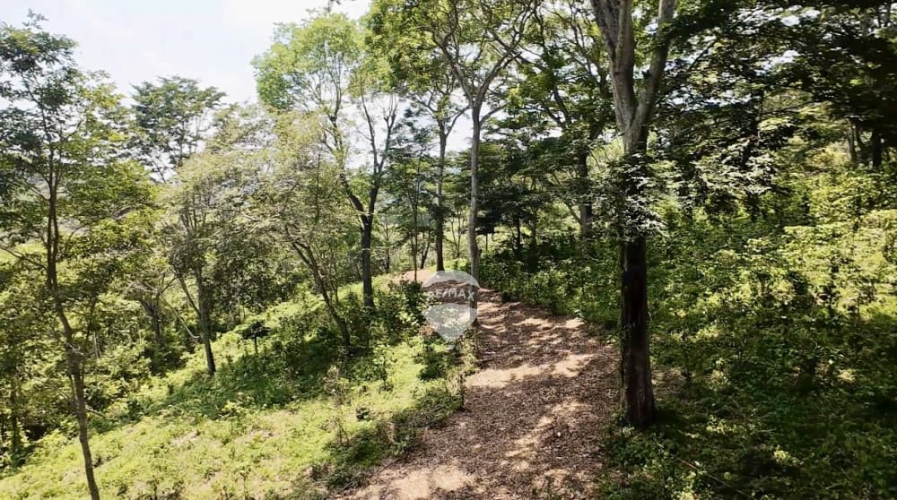 TERRENO EN BOSQUE DE BALSAMO Y CAFE PORCION 3 — foto 1